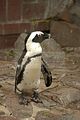 leipzig zoo-01_07_2011_zoo_allgemein_391